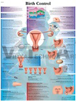 Birth Control - Anatomical Chart